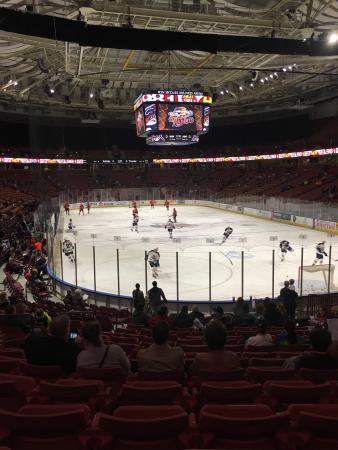 Greenville Swamp Rabbits