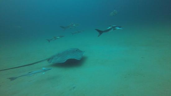 Charleston Scuba