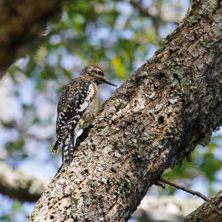 Hilton Head Island Birding Trail