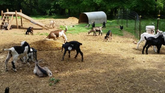 Split Creek Farm