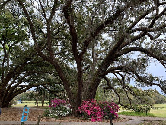 Charleston Tea Plantation